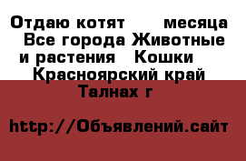 Отдаю котят. 1,5 месяца - Все города Животные и растения » Кошки   . Красноярский край,Талнах г.